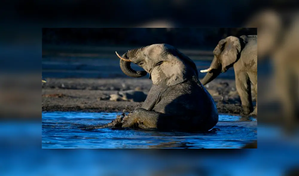 Venden licencia para cazar elefantes en Botsuana [VIDEO]