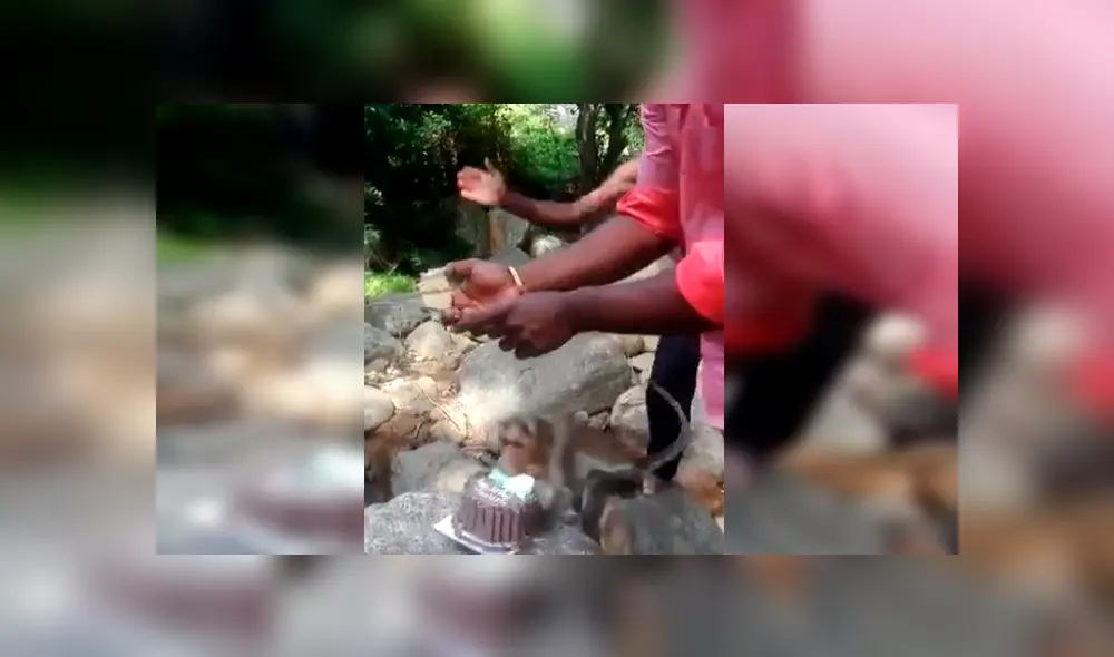 Familiares del joven lo sorprendieron con una torta de cumpleaños, sin imaginar que un travieso mono arruinaría el emotivo momento. El video es viral en Facebook Familiares del joven lo sorprendieron con una torta de cumpleaños, sin imaginar que un travieso mono arruinaría el emotivo momento. El video es viral en Facebook