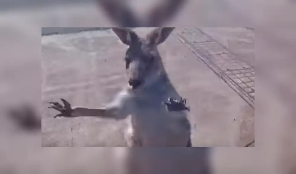 YouTube viral: canguro ve que deportista aterriza en su propiedad y lo golpea brutalmente [VIDEO]