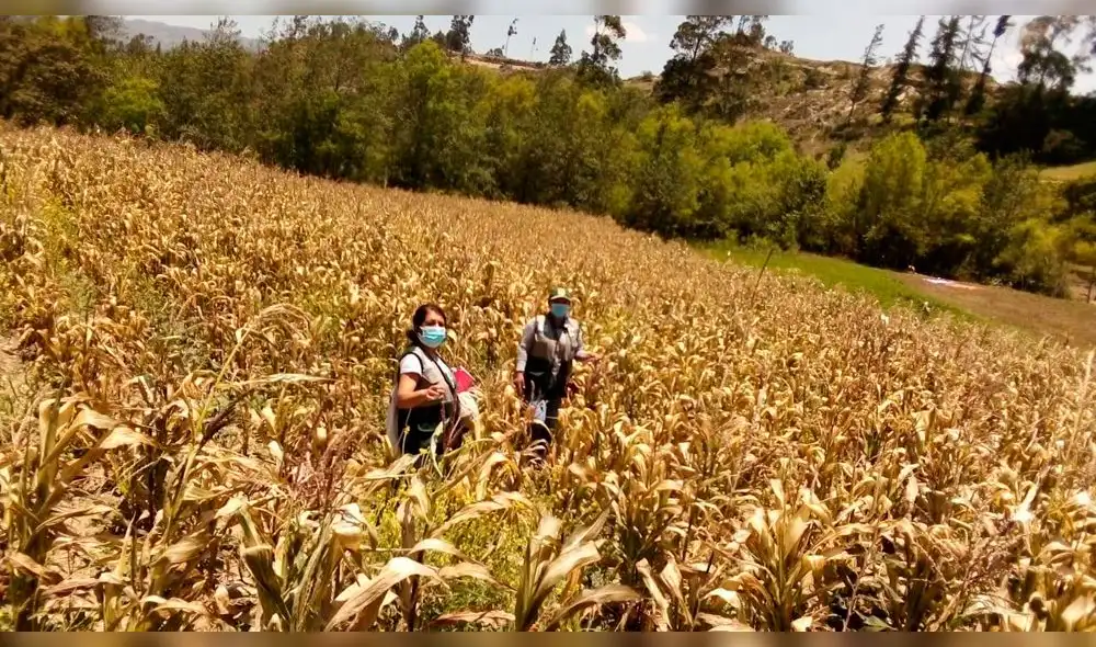 Heladas afectan agricultores de Chota Cajamarca