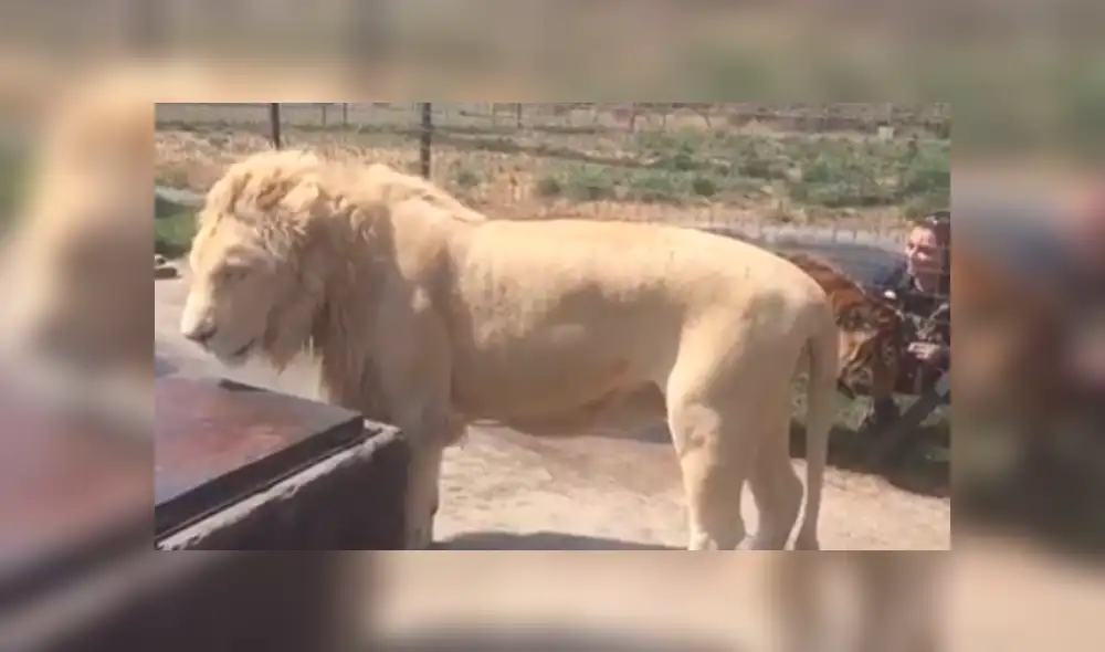 Facebook viral: Turista se acerca mucho a jaula de peligroso tigre y este reacciona así [VIDEO]