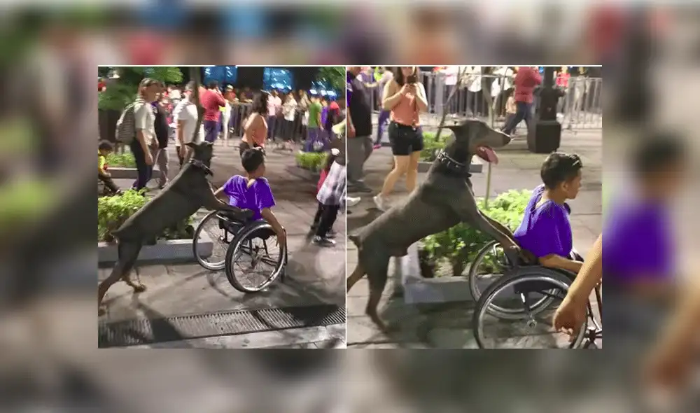 Facebook: Perro se vuelve viral al ser captado ayudando a empujar camión [VIDEO]