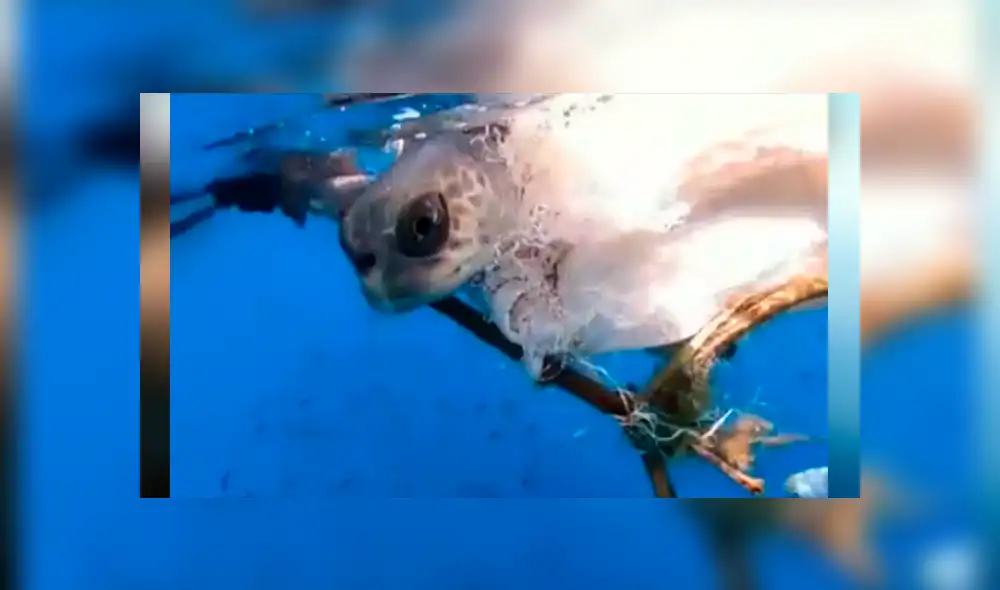 Desliza hacia la izquierda para ver el rescate de la tortura que conmovió a los usuarios de YouTube.