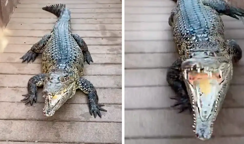El reptil enfureció al verlo e intentó lanzarse contra él. Foto: paulcuffaro / TikTok