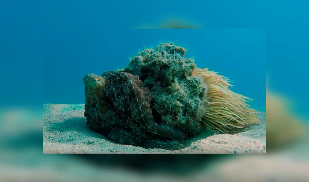 YouTube viral: Buzo queda aterrado al descubrir una misteriosa criatura marina que parece una roca [VIDEO]