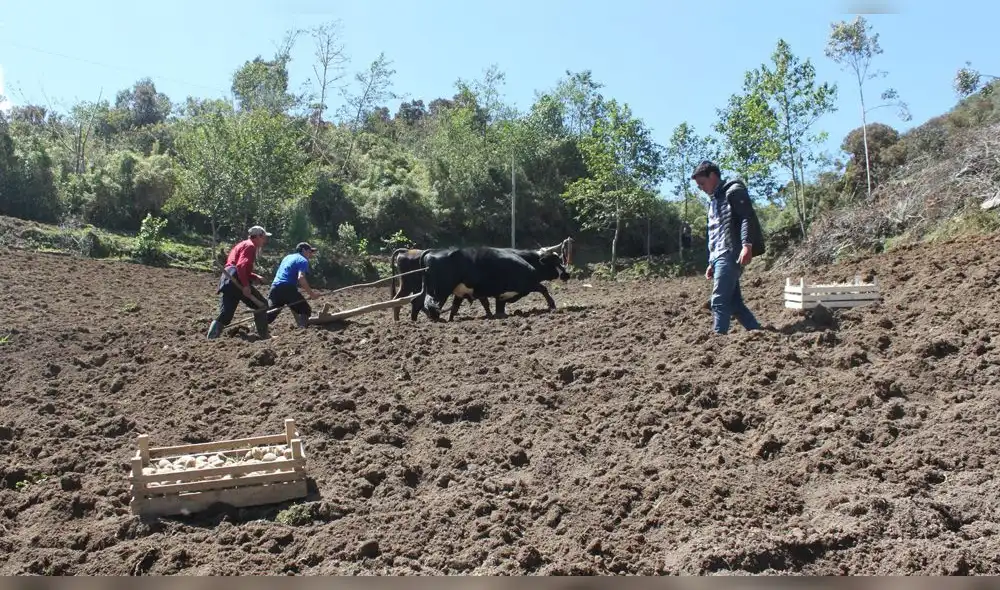 Productores de papa en Celendín