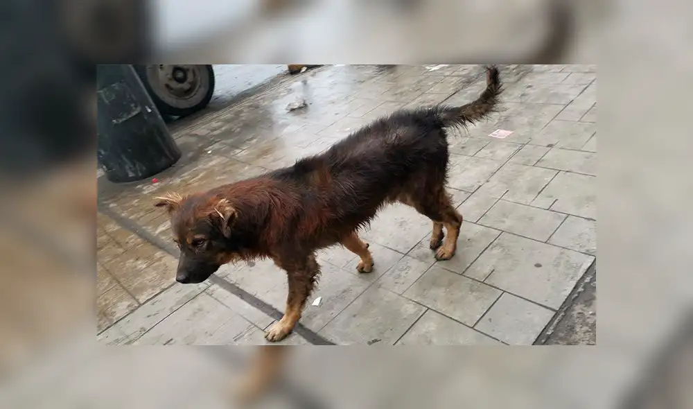 Los perros que soportaron en las calles de Lima la intensa llovizna [FOTOS]