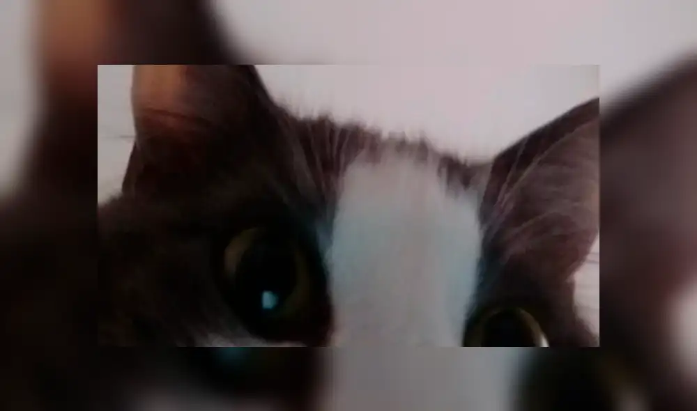 En Twitter, gato jugaba con un celular, se lo quitaron y encontraron extrañas fotos 