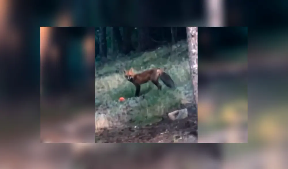 YouTube viral: mujer se topa con zorro salvaje, le lanza una pelota y este tiene insólita reacción