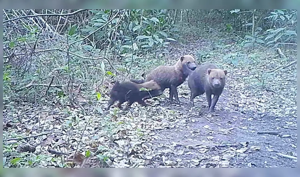 Perros venaderos hacen su aparición en Bolivia, algo muy raro en esta especie. Perros venaderos hacen su aparición en Bolivia, algo muy raro en esta especie.