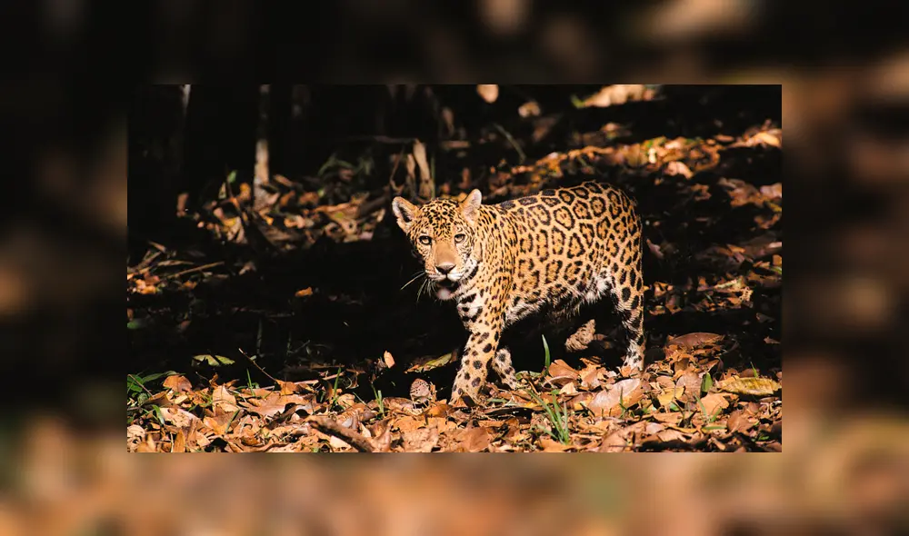 20 Animales en peligro de extinción y extintos en Perú 2019 [FOTOS]