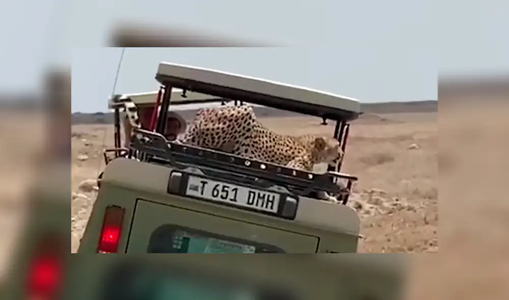 En YouTube, una familia realizaba un safari y fueron sorprendidos por una feroz chita que se subió a su vehículo. En YouTube, una familia realizaba un safari y fueron sorprendidos por una feroz chita que se subió a su vehículo.