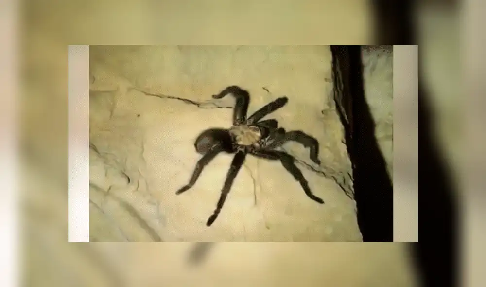 Facebook viral: Chico madruga para ir al baño y se topa con peligrosa criatura que lo quería atacar [VIDEO] 