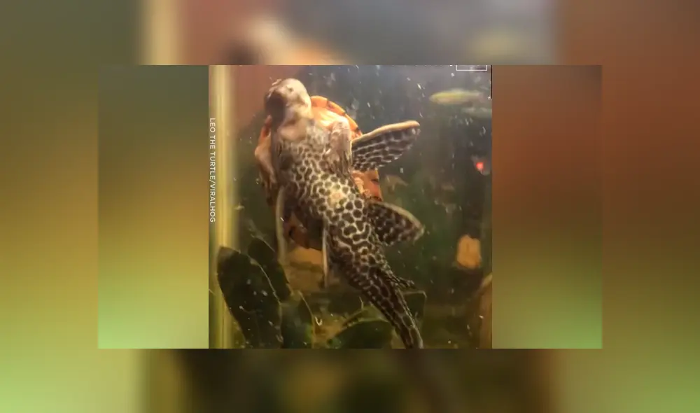 Una mujer grabó en un video viral de YouTube la insólita escena en que una tortuga marina se montó al lomo de un pescado para devorarlo entero en una enorme pecera.