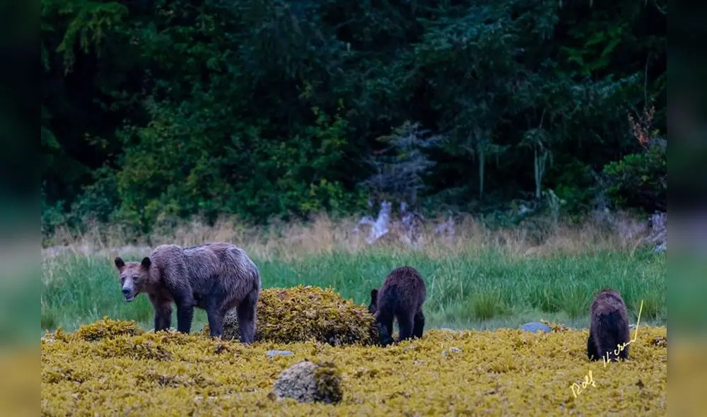 ¿El fin de una especie? Lamentables fotografías de osos buscando comida [FOTOS]