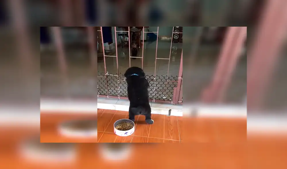 Facebook viral: travieso perro intenta cruzar reja y gato hace esto por ayudarlo [VIDEO]