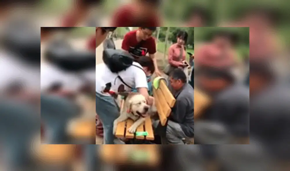 Desliza para ver las imágenes del divertido rescate. Foto: captura AsiaWire.