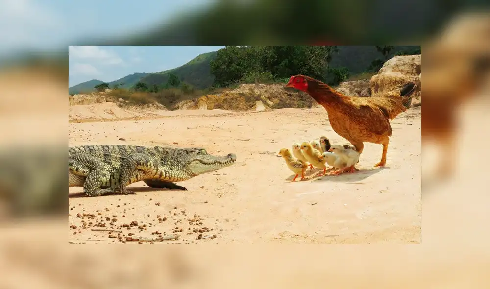 Vía YouTube: Cocodrilo busca devorar a crías de mamá gallina y ella arriesga su vida para salvarlos [VIDEO]
