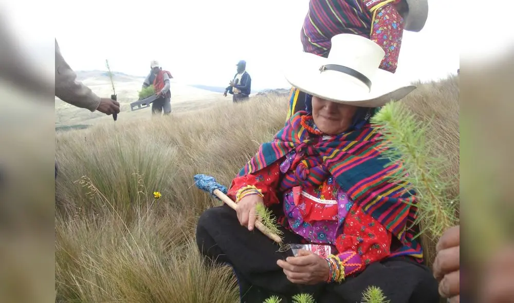 Lambayeque: reforestarán bosques depara recuperar especies nativas Lambayeque: reforestarán bosques depara recuperar especies nativas