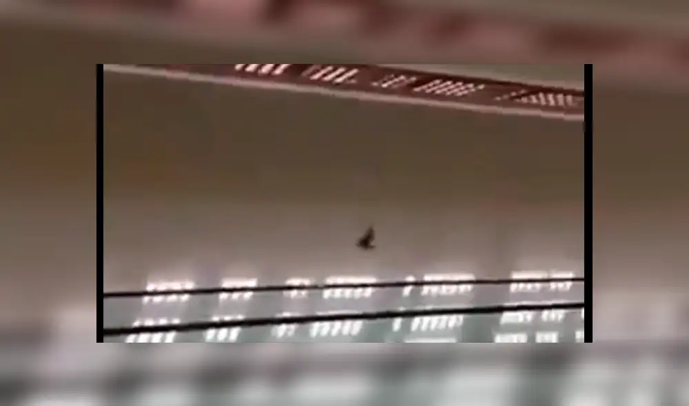 Twitter: captan a paloma haciendo el 'moonwalk' de Michael Jackson [VIDEO]