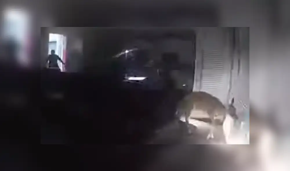 YouTube viral: Chica oye extraños ruidos, llama a policías y descubren misteriosa criatura [VIDEO]