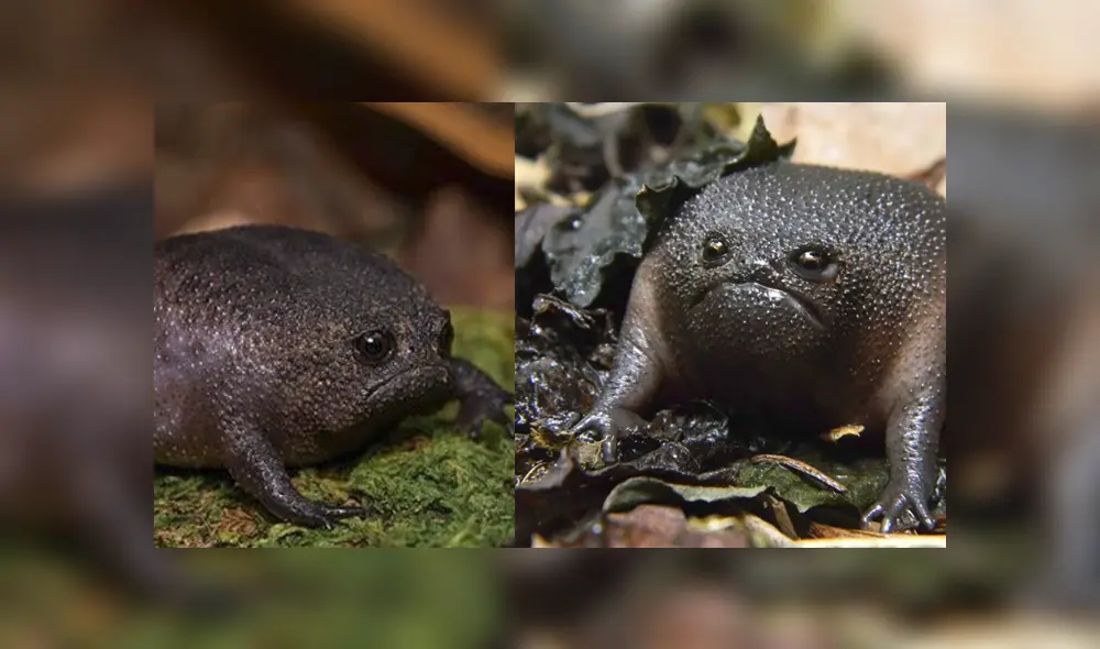 Este anfibio es la capacidad de crear túneles de hasta metro y medio de profundidad. Foto: composición.