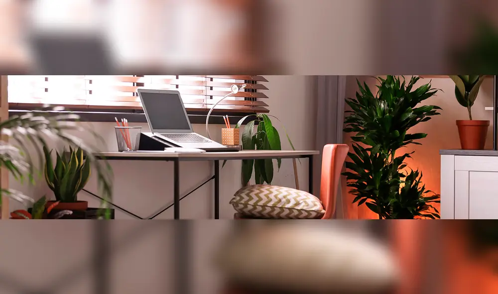 Plantas decorativas para tu casa Plantas decorativas para tu casa