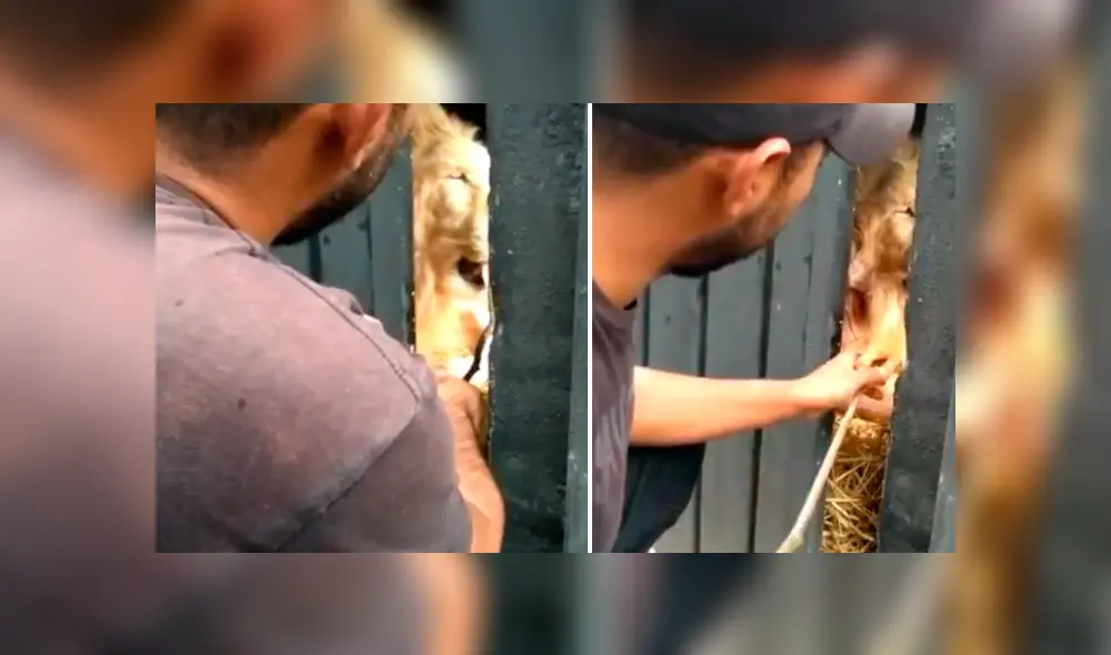 Un video viral de YouTube registró el momento en que un novato cuidador de leones alimenta a uno de los depredadores.