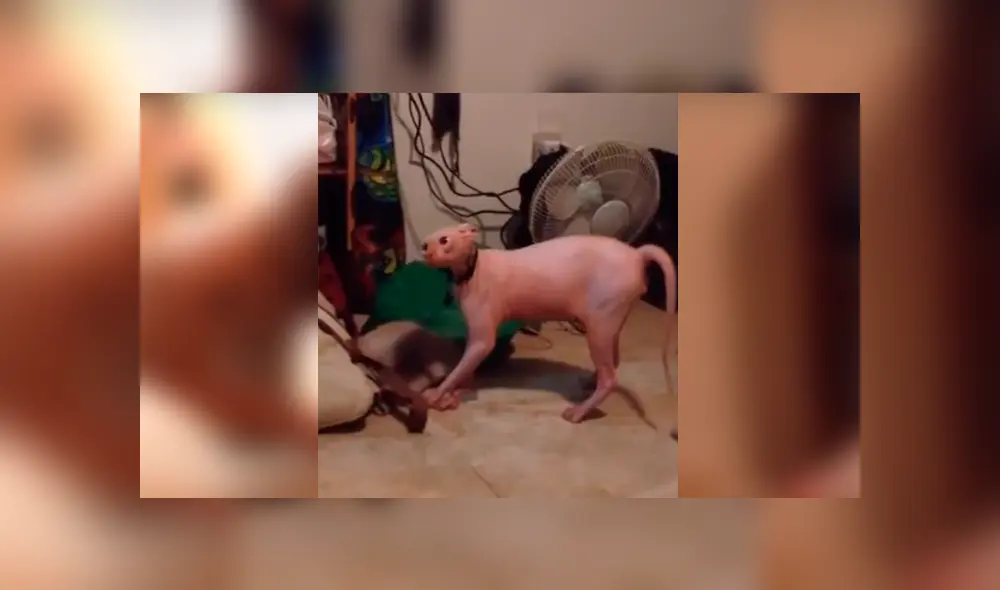 Un hombre decidió colocarse una terrorífica máscara y darle un gran susto a su mascota. Un hombre decidió colocarse una terrorífica máscara y darle un gran susto a su mascota.