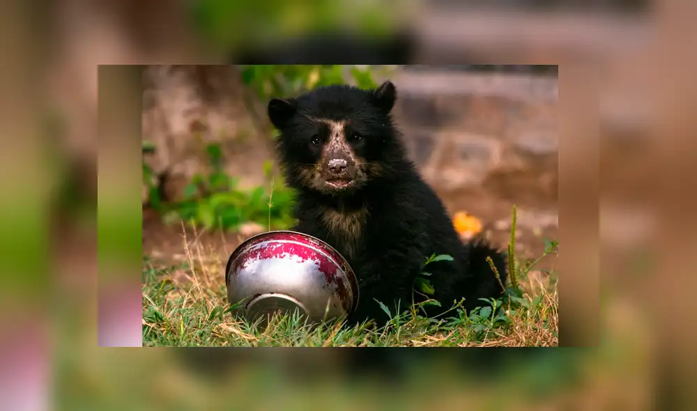 Huancayo: rescatan a osezno que fue encontrado amarrado a un árbol [FOTOS]