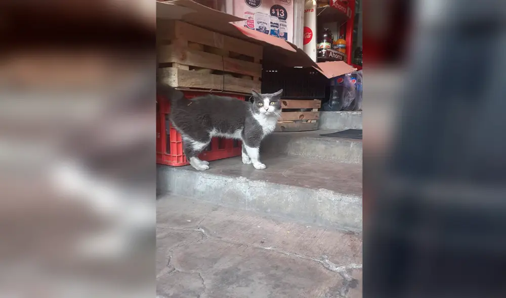 Facebook - gatos - animales