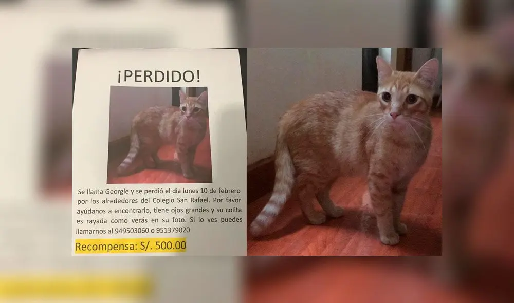 Ofrecen 500 soles de recompensa a quien encuentre a gato perdido en San Juan de Lurigancho [FOTOS]