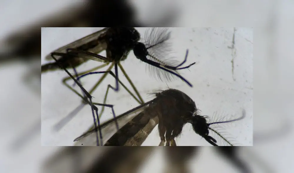 El insecto Aedes aegypti puede transmitir el virus del dengue y otros como el de la fiebre amarilla, zika y la chikunguña. Foto: AFP