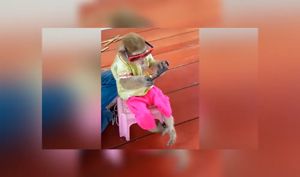 Facebook viral: chica pierde su celular y lo encuentra en manos de su travieso mono [VIDEO] 