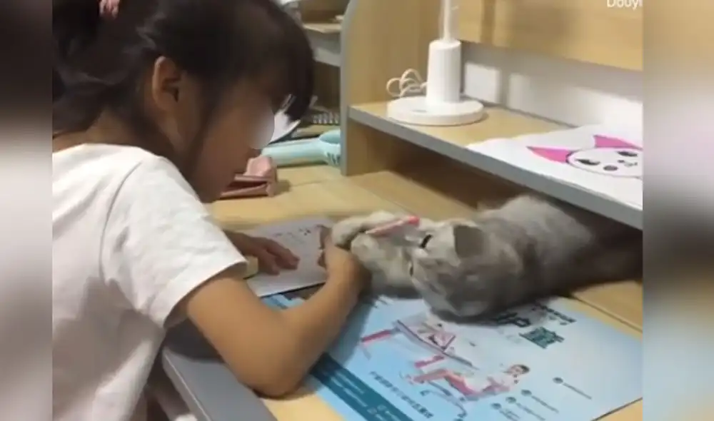 Desliza las imágenes para ver más sobre esta traviesa gatita que hizo de todo para que jueguen con ella. Foto: captura de YouTube