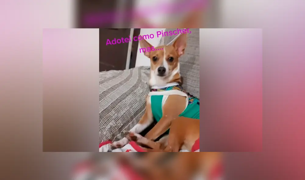 Desliza las imágenes para ver lo que realmente pasó con este presunto perro de raza pinscher. Foto: Giulia Carvalho/TikTok Desliza las imágenes para ver lo que realmente pasó con este presunto perro de raza pinscher. Foto: Giulia Carvalho/TikTok