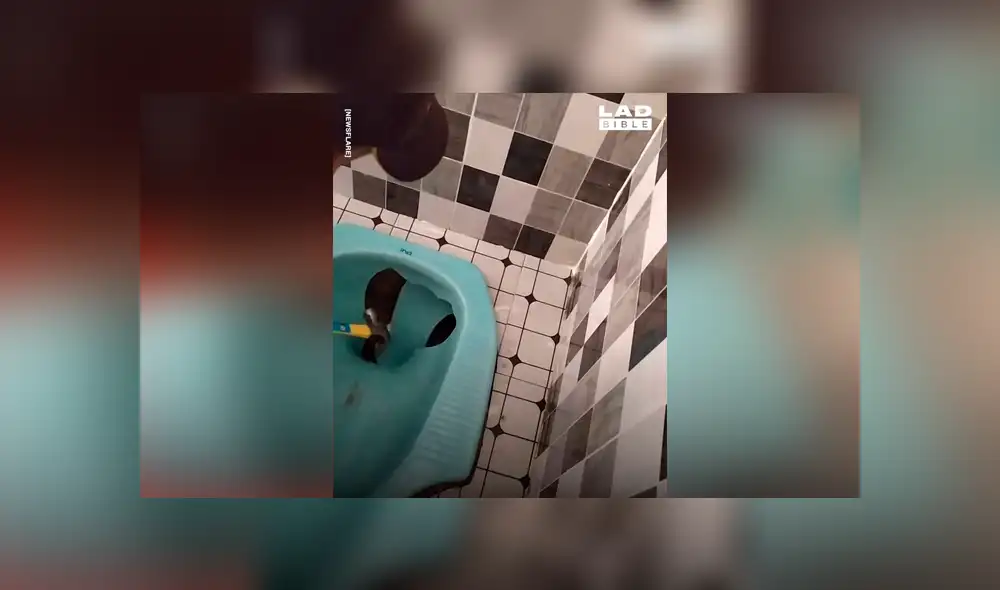 Escucha desgarradores ruidos de bañera, la destruye y encuentra insólita criatura [VIDEO] 