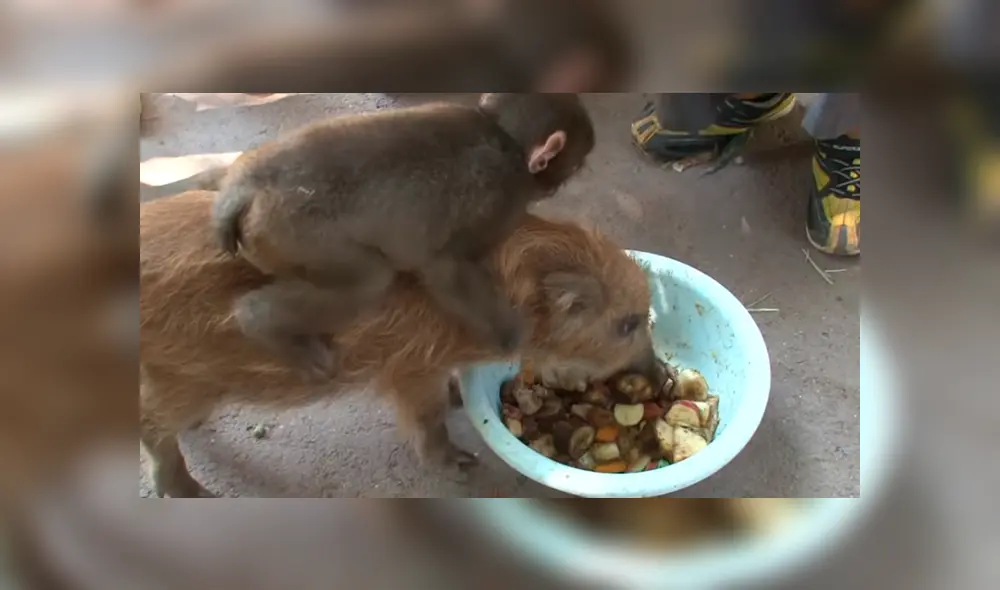 YouTube viral: miles lloran al conocer la historia del jabalí que adoptó a mono bebé YouTube viral: miles lloran al conocer la historia del jabalí que adoptó a mono bebé