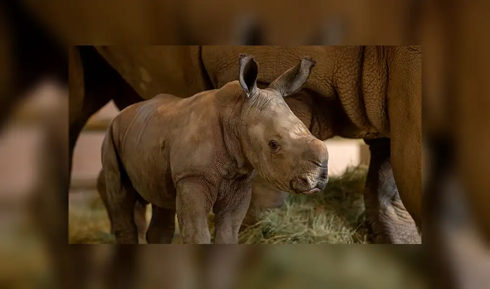 Conoce a Edward, el rinoceronte que puede salvar a una subespecie de la extinción [FOTOS Y VIDEOS]