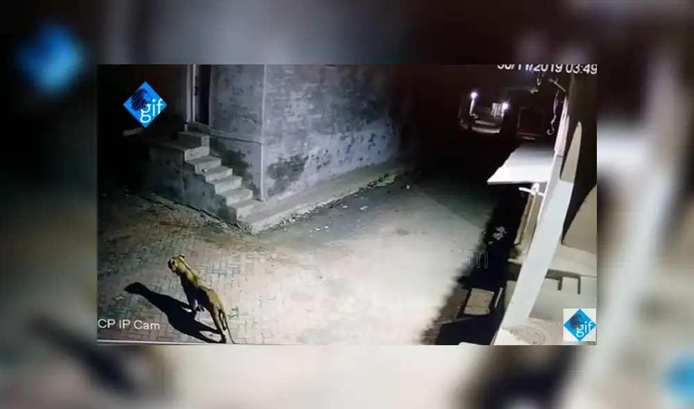 YouTube viral: cámara de seguridad capta el feroz ataque de leonas cazadoras en medio de una ciudad YouTube viral: cámara de seguridad capta el feroz ataque de leonas cazadoras en medio de una ciudad