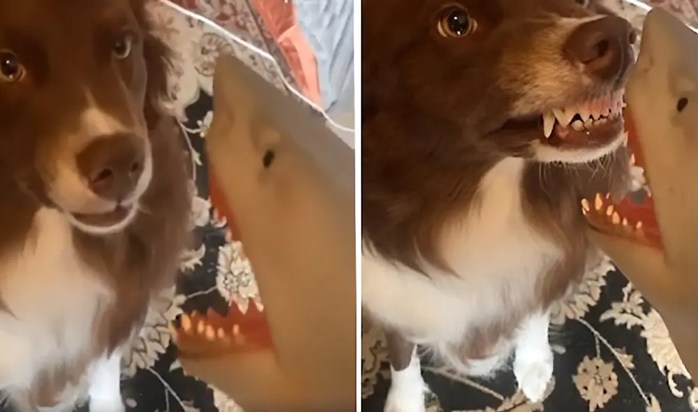 Desliza hacia la izquierda para ver las imágenes del video viral. Foto: Captura de YouTube