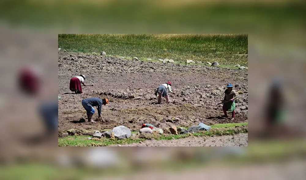 Invertirán S/ 13,3 millones para potenciar agro en Puno Invertirán S/ 13,3 millones para potenciar agro en Puno