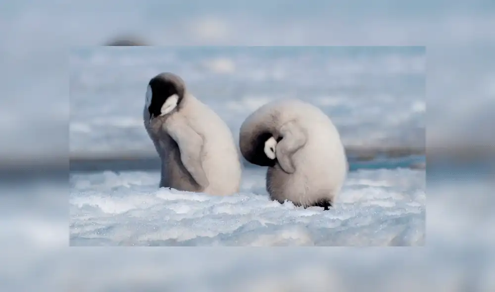 Pingüinos emperador dejan de reproducirse por cambio climático en la Antártida