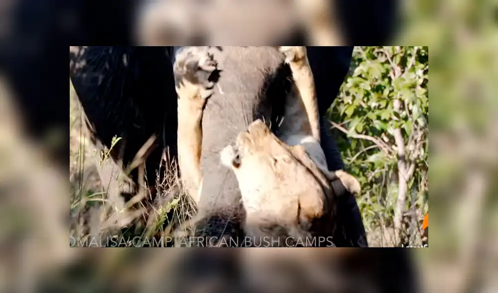 Desliza para ver la brutal pelea que asombró a todos en YouTube. Foto: Captura. Desliza para ver la brutal pelea que asombró a todos en YouTube. Foto: Captura.