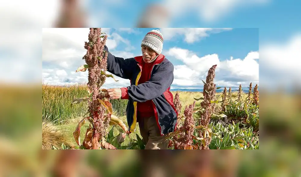 Impulsan consumo de quinua para combatir la desnutrición