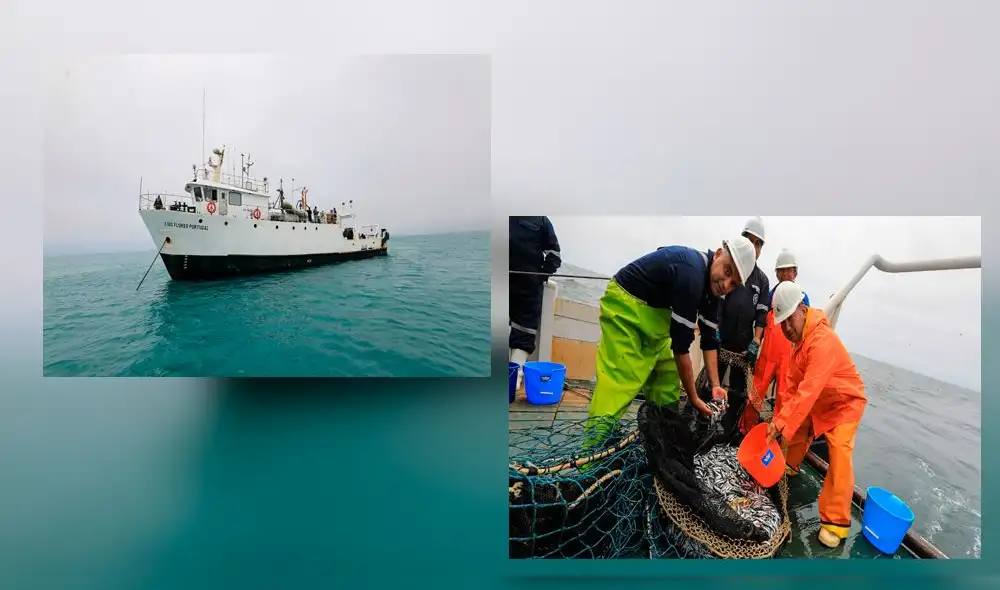 Imarpe inicia evaluación del stock de anchoveta Imarpe inicia evaluación del stock de anchoveta