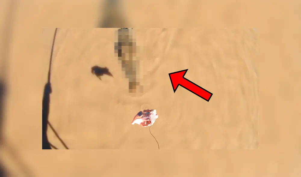 Un grupo de pescadores se encontró cara a cara con una enorme criatura que los dejó impactados. Un grupo de pescadores se encontró cara a cara con una enorme criatura que los dejó impactados.