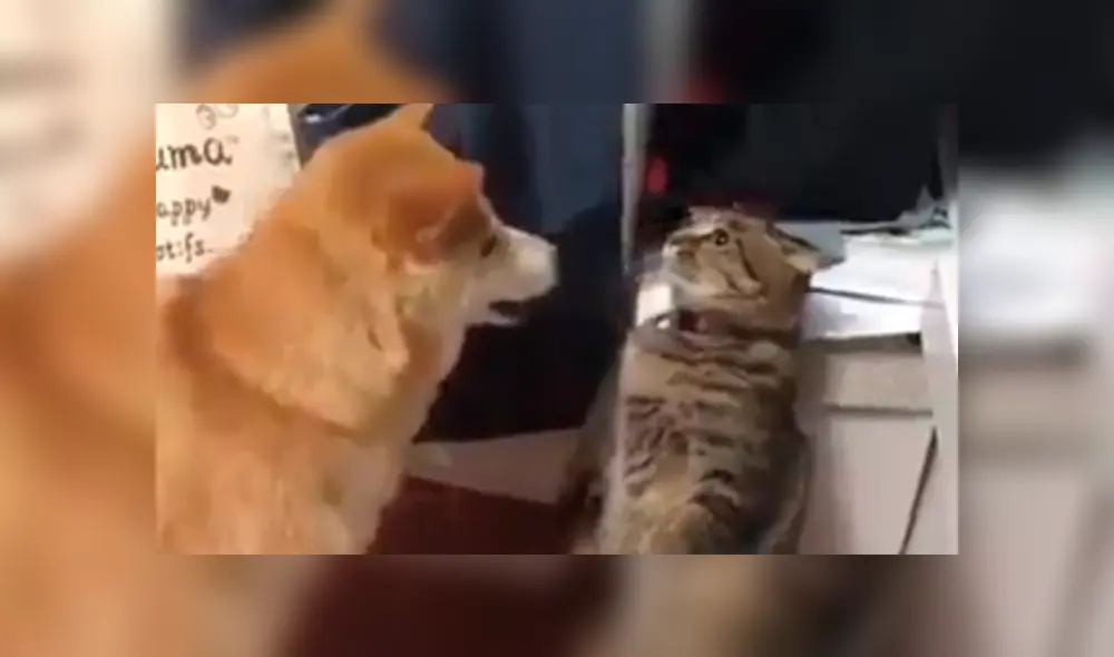 Video es viral en Facebook. El gato no estaba contento con la nueva mascota de su dueña, así que ideó un curioso ‘truco’ para demostrarle que no era bien recibido. Foto: Captura. Video es viral en Facebook. El gato no estaba contento con la nueva mascota de su dueña, así que ideó un curioso ‘truco’ para demostrarle que no era bien recibido. Foto: Captura.