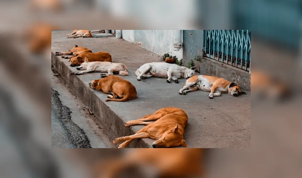 Maltrato animal: qué es, cómo y dónde denunciarlo el Perú