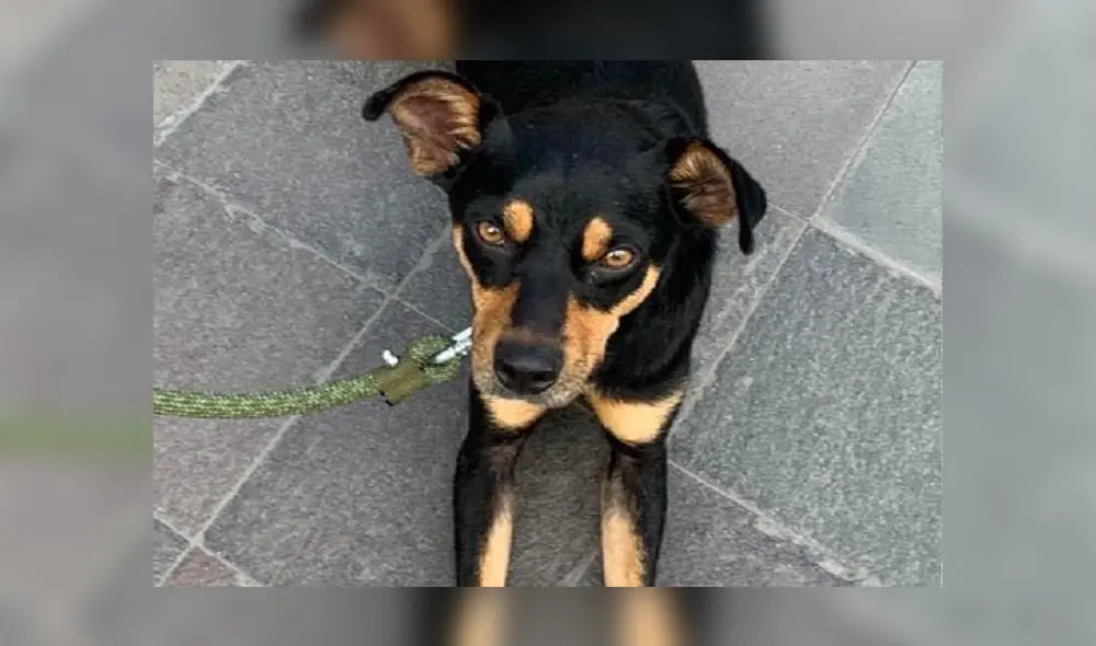 Miguelito es muy juguetón, alegre y ama correr.